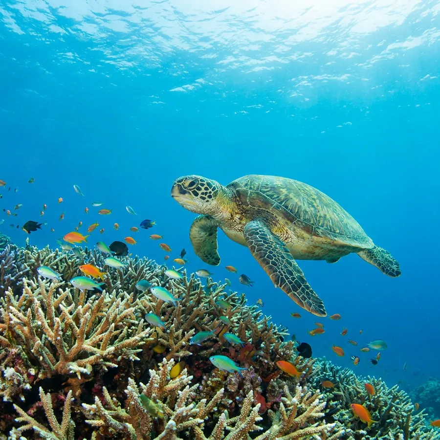 Tortues sur le récif