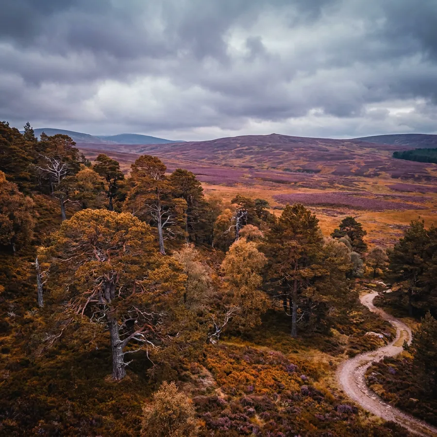Cairngorms