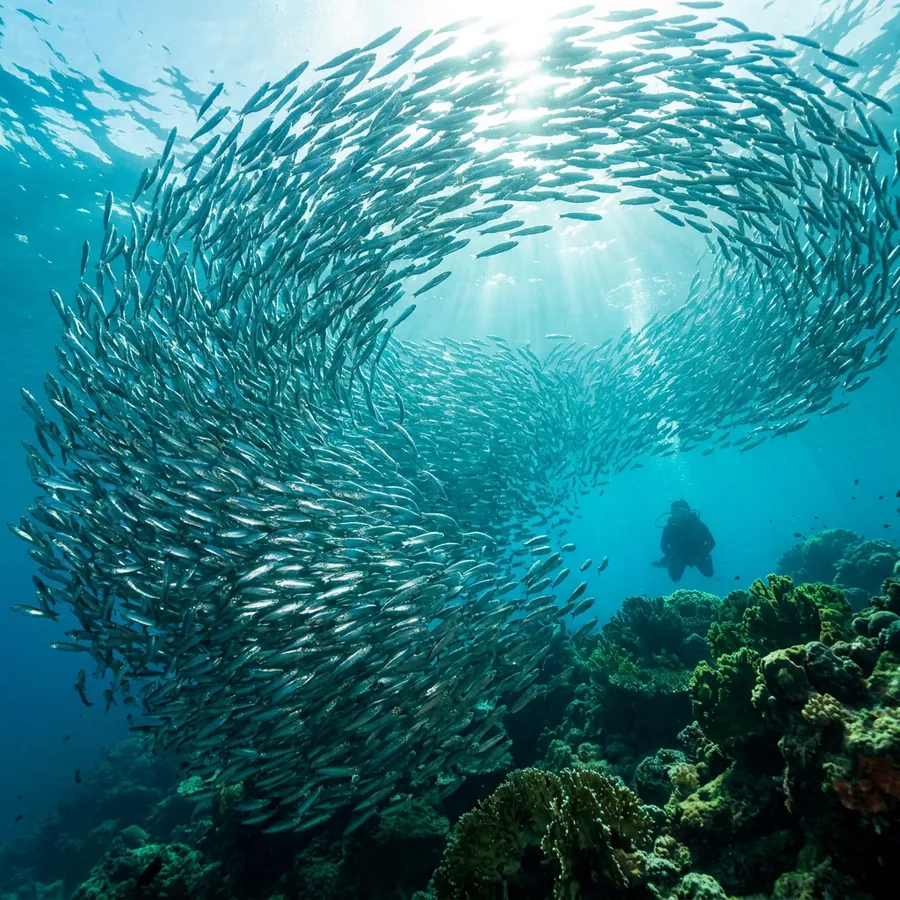 Banco di sardine